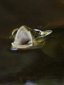 Brown trout (Salmo trutta) with mouth wide open feeding on Mayfly (Ephemera Danica) Dala river, G&ouml;tene, V&auml;stra G&ouml;taland, Sweden, May 2009