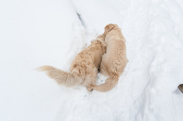 Fototapeta na wymiar Lovely, sweet, beautiful golden retriever are playing together in the snow. One jumps on the back side to the other, the other bites the first
