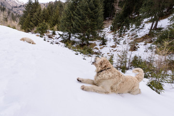 A golden retriever is barking to his friend. They are lying on the snow in the mountains