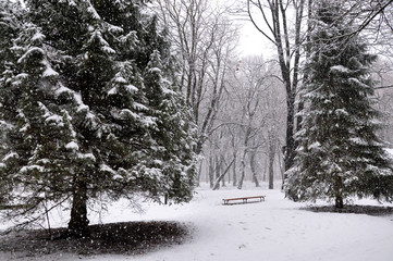 Winter landscape with snow and trees in the park
