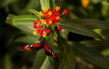 Butterfly on a flower