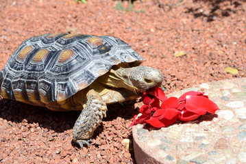 Desert Tortoise Eating Red Rose Petals