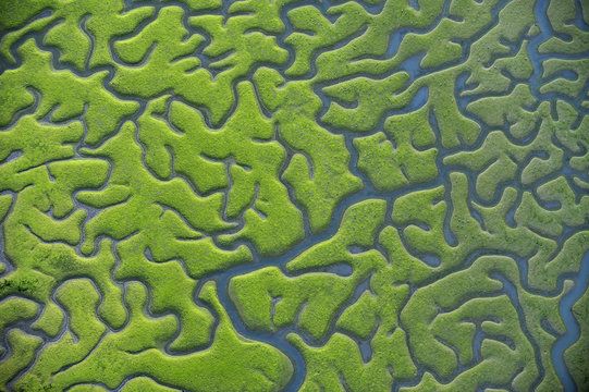 Aerial view of marshes with Seaweed exposed at low tide, Bah&iacute;a de C&aacute;diz Natural Park, C&aacute;diz, Andalusia, Spain, March 2008. WWE INDOOR EXHIBITION. UNAVAILABLE FOR COMMERCIAL USE WITHOUT PRIOR CONSENT