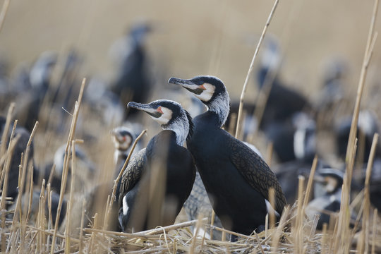 Common / Great cormorants (Phalacrocorax carbo sinensis) at nest site, Oosterdijk, Enkhuizen, Ijsselmeer, Netherlands, March 2009