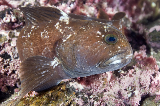 Juvenile Atlantic wolffish (Anarhichas lupus) Saltstraumen, Bod&ouml;, Norway, October 2008
