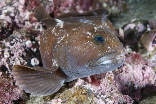 Juvenile Atlantic wolffish (Anarhichas lupus) Saltstraumen, Bod&ouml;, Norway, October 2008