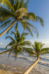 Naklejka na ściany i meble Tropischer Strand mit Palmen im Abendlicht