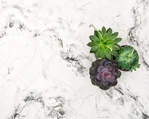 Succulent plants marble background floral flat lay
