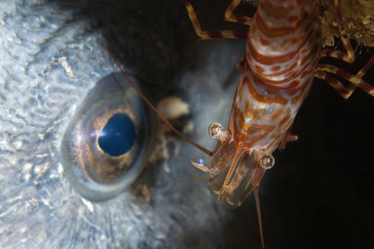 Shrimp (Lebbeus polaris) eyeballing an Atlantic wolffish (Anarhichas lupus) Saltstraumen, Bod&ouml;, Norway, October 2008 Wild Wonders kids book.