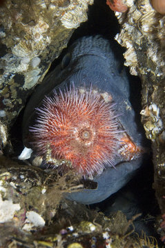 Atlantic wolffish (Anarhichas lupus) feeding on Sea urchin, Saltstraumen, Bod&ouml;, Norway, October 2008