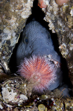 Atlantic wolffish (Anarhichas lupus) feeding on Sea urchin, Saltstraumen, Bod&ouml;, Norway, October 2008