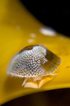 Blue rayed limpet (Patina / Ansates pellucida) on seaweed with Sea-mat / Lacy crust bryozoan (Membranipora membranacea) on shell, Saltstraumen, Bod&oslash;, Norway, October 2008
