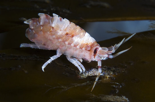Amphipod (Gammarellus homari) Saltstraumen, Bod&ouml;, Norway, October 2008