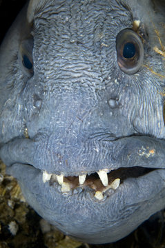 Atlantic wolffish (Anarhichas lupus) close-up of face, Saltstraumen, Bod&ouml;, Norway, October 2008