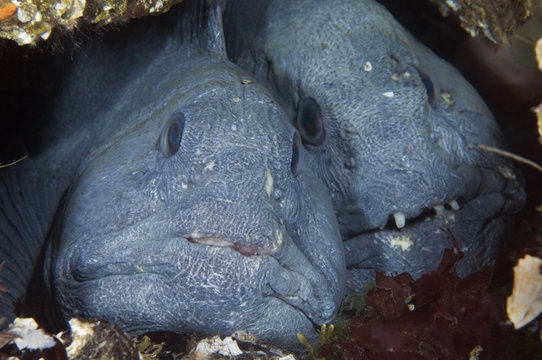 Two Atlantic wolffish (Anarhichas lupus) side by side, Saltstraumen, Bod&ouml;, Norway, October 2008