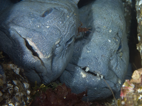 Two Atlantic wolffish (Anarhichas lupus) Saltstraumen, Bod&ouml;, Norway, October 2008