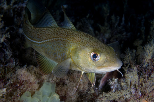 Atlantic cod (Gadus morhua) Saltstraumen, Bodö, Norway, October 2008