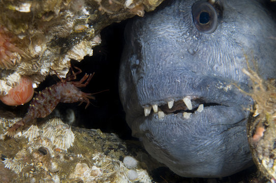 Atlantic wolffish (Anarhichas lupus) looking through hole in rocks, Saltstraumen, Bod&ouml;, Norway, October 2008 WWE BOOK. WWE OUTDOOR EXHIBITION PRESS IMAGE.