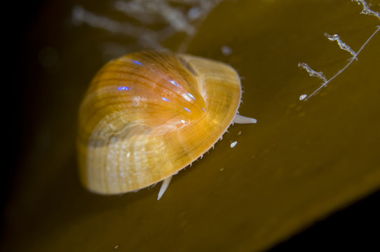 Blue rayed limpet (Patina / Ansates pellucida) on seaweed, Saltstraumen, Bod&ouml;, Norway, October 2008