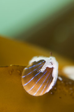 Blue rayed limpet (Patina / Ansates pellucida) with Sea-mat / Lacy crust bryozoan (Membranipora membranacea) growing on shell, Saltstraumen, Bod&ouml;, Norway, October 2008