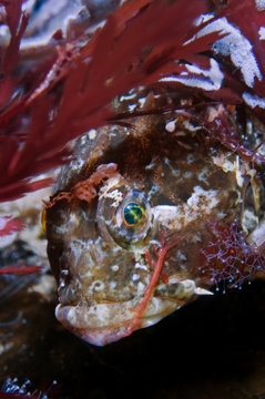 Long-spined sea scorpion (Taurulus bubalis) with a Skeleton shrimp on its cheek, Saltstraumen, Bod&ouml;, Norway, October 2008