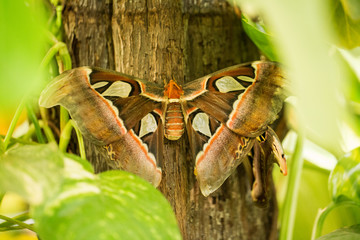 Big month atlas butterfly