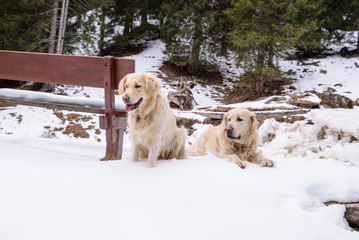 Two golden retriever are sitting on the snow and they're looking at something. They are near a wooden bench in mountain