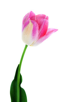 pink tulip isolated on white, clipping path included