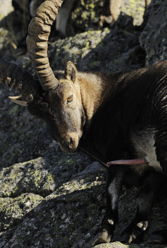 Male Spanish ibex (Capra pyrenaica) with erect penis, Sierra de Gredos, Spain, November 2008