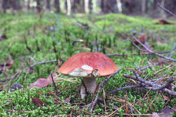 Close up of orange-cap mushroom growing in green moss