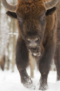 European bison (Bison bonasus) walking in snow, Bialowieza NP, Poland, February 2009