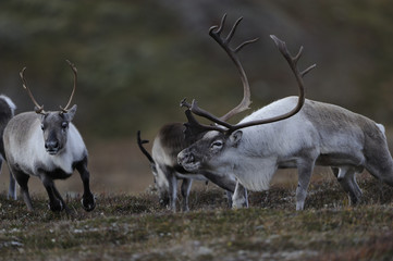 Reindeer (Rangifer tarandus) Forollhogna National Park, Norway, September 2008