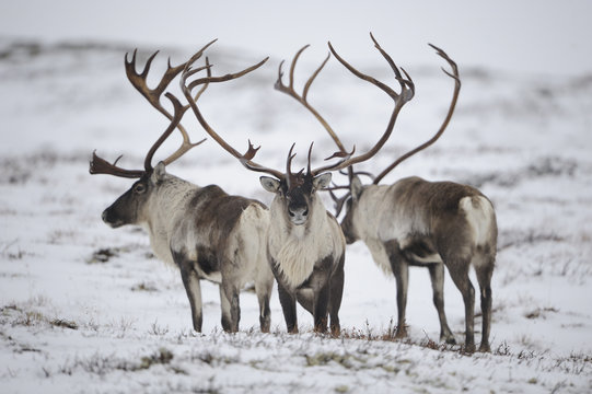 Three Reindeer (Rangifer tarandus) in snow, Forollhogna National Park, Norway, September 2008. WWE INDOOR EXHIBITION