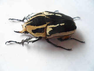 Mecynorrhina t. ugandensis