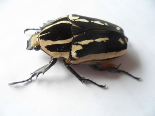 Mecynorrhina t. ugandensis