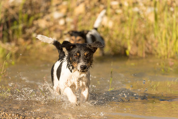 Hund im rennt Wasser - Jack Russell 