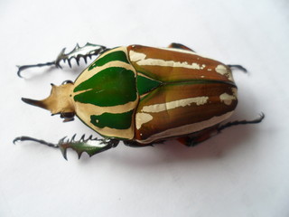 Mecynorrhina t. ugandensis