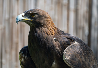 Golden Eagle Profile, Raptor, Falconry