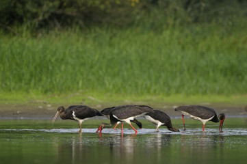 Five Black storks (Ciconia nigra) three adults and two juveniles hunting for fish, Elbe Biosphere Reserve, Lower Saxony, Germany, September 2008
