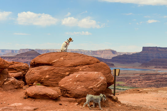 Dog sitting on rock in Canyonlands National Park, Utah