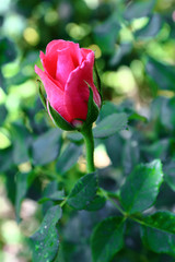 Fototapeta premium Red Rose