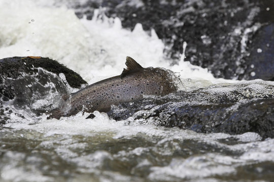 Brown trout (Salmo trutta) migrating upstream over rocks, Bornholm, Denmark, November 2008