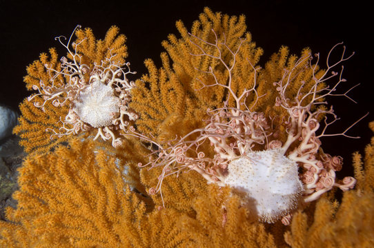 Blanket stars (Gorgonocephalus caputmedusae) climbing Fan coral (Paramuricea placomus) to position themselves in water current, Trondheimsfjorden, Norway, February 2009