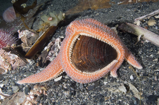 Star fish eating an Icelandic cyprine (Arctica islandica) Trondheimsfjorden, Norway, February 2009