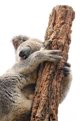 Relaxing Mother koala isolated on white