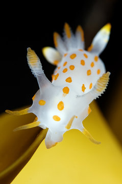 Nudibranch (Polycera quadrilineata) on Kelp leaf, Moere coastline, Norway, February 2009 WWE BOOK PLATE. Wild Wonders kids book.