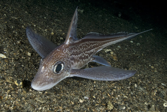 Ratfish / Ghost shark (Chimaera monstrosa) on fjord bed, Trondheimsfjorden, Norway, November 2006