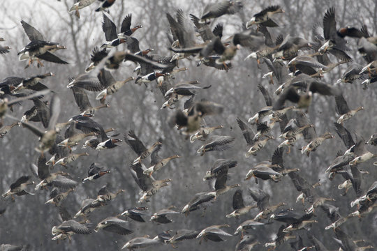 Red breasted geese (Branta ruficollis) and White fronted geese (Anser albifrons) in flight, Durankulak Lake, Bulgaria, February 2009. Wild Wonders kids book.