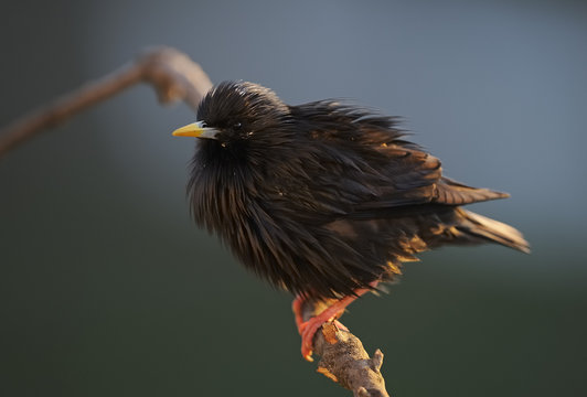 Spotless starling (Sturnus unicolor) perched on twig, La Serena, Extremadura, Spain, March 2009