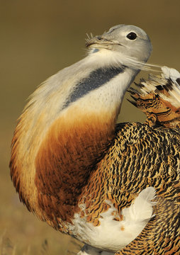 Male Great bustard (Otis tarda) displaying, La Serena, Extremadura, Spain, April 2009